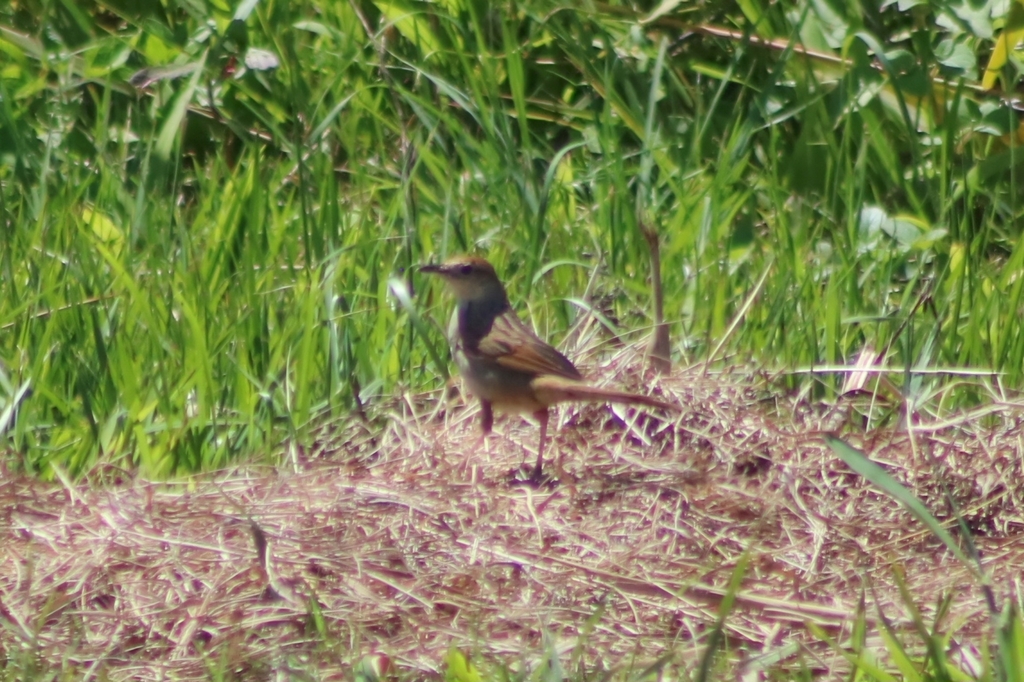 Tawny Grassbird from Bli Bli QLD 4560, Australia on September 30, 2023 ...