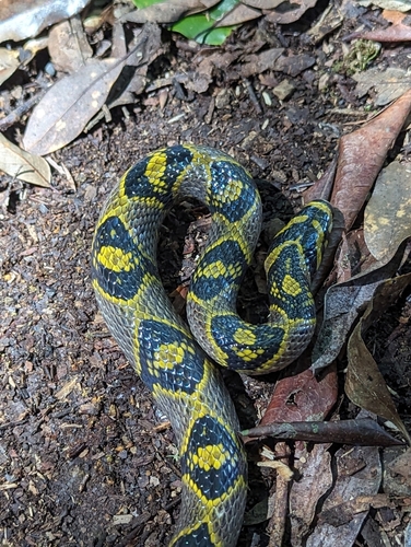Mandarin Ratsnake
