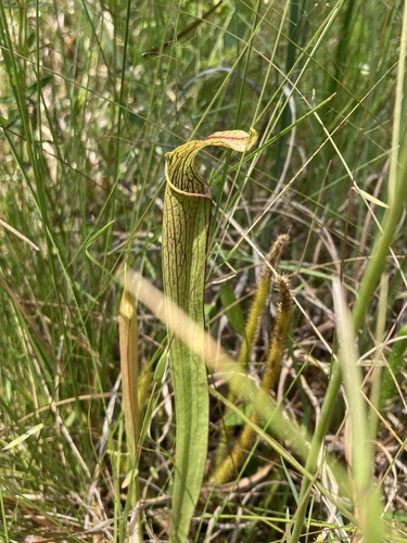 Sarracenia rubra