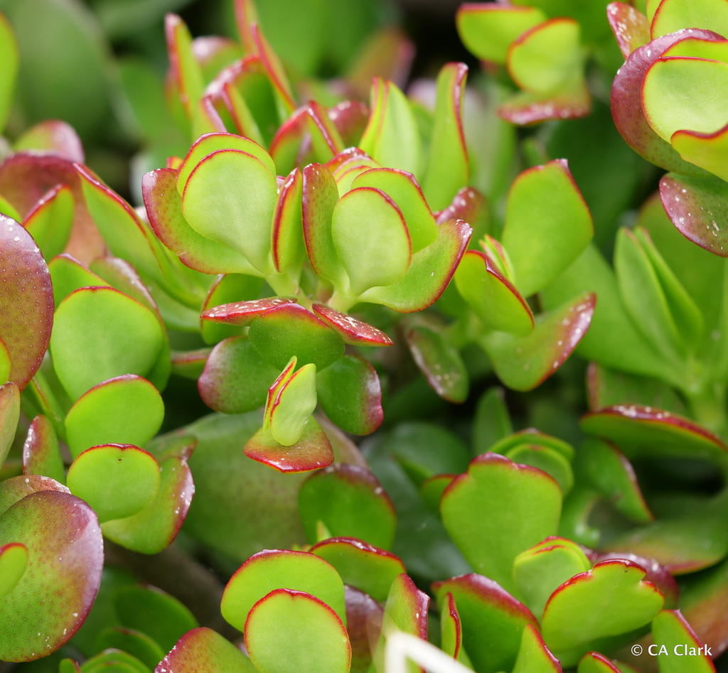 Crassula ovata