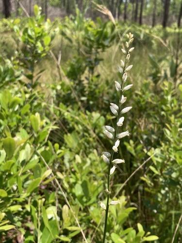 White colicroot (Aletris farinosa)