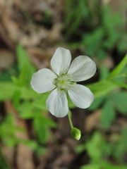 Moehringia lateriflora