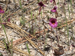 Erythranthe purpurea