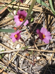 Erythranthe purpurea