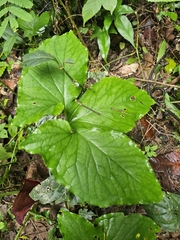 Typhonium trilobatum, photograph author not stated, no rights reserved