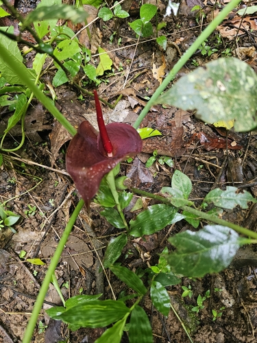 Typhonium trilobatum, photograph 3
