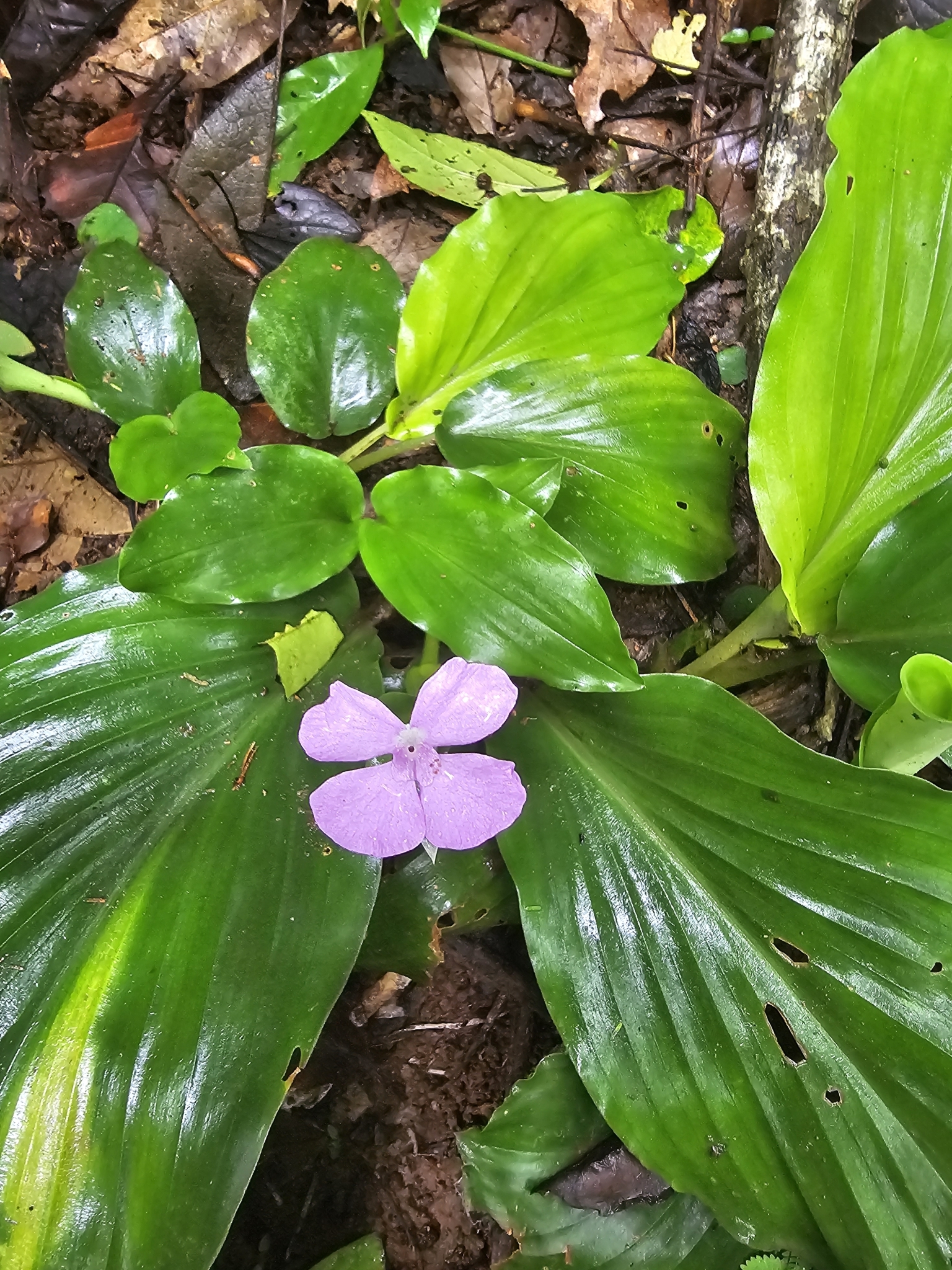 Kaempferia elegans