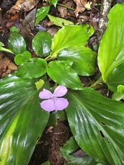 Kaempferia elegans, photograph author not stated, no rights reserved