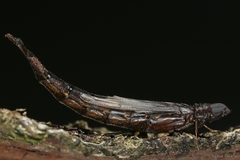 Lymexylidae