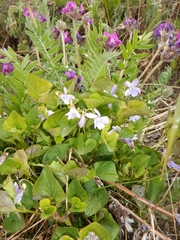 Viola sacchalinensis