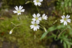 Cerastium velutinum