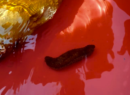 brown rock sea cucumber