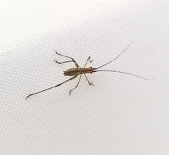Scudderia