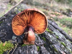 Gymnopilus luteofolius
