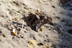 Codatractus arizonensis