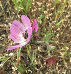 Sidalcea diploscypha