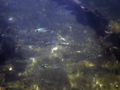 Atherinomorus stipes