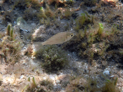 Eucinostomus