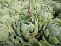 Echeveria elegans