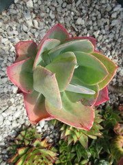 Gibbiflorae