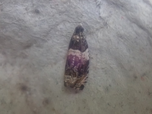 Banded Olethreutes Moth photo 5
