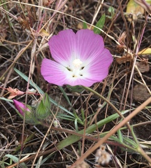 Sidalcea diploscypha
