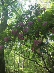 Rhododendron catawbiense
