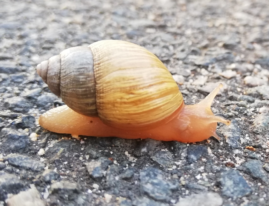 Bothriembryon bulla