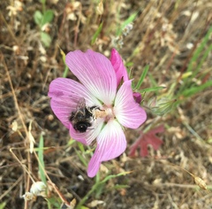 Sidalcea diploscypha