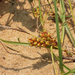 Strand Sedge - Photo (c) Chuangzao, some rights reserved (CC BY-NC), uploaded by Chuangzao