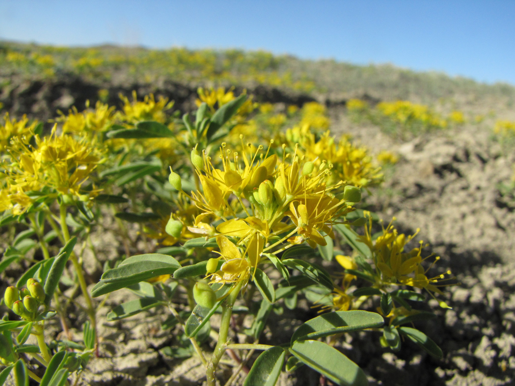 Cleomella palmeriana