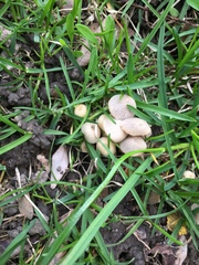 Psathyrellaceae