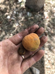 Pouteria campechiana