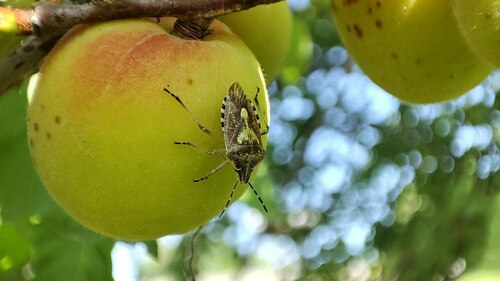 Dolycoris penicillatus