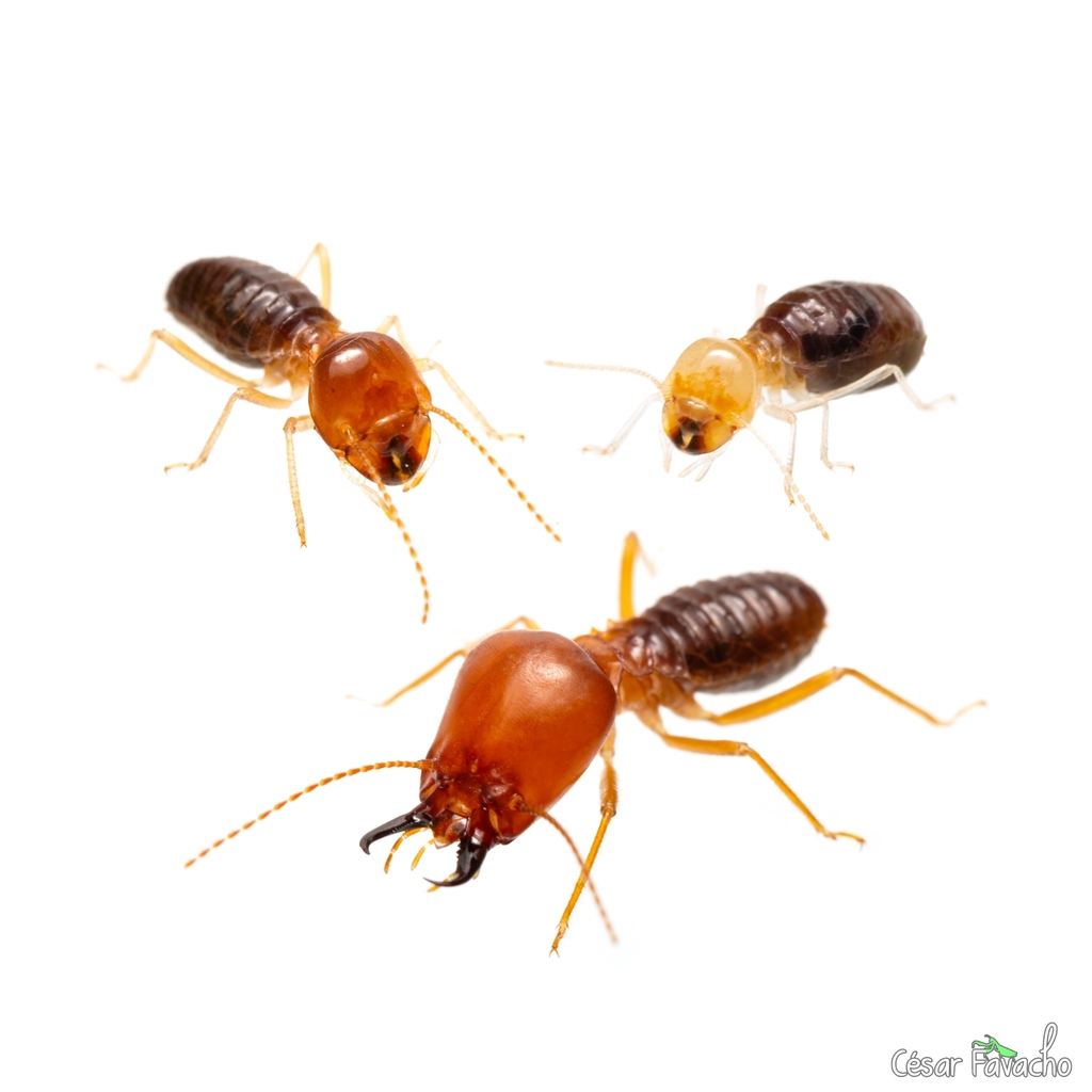 Higher Termites