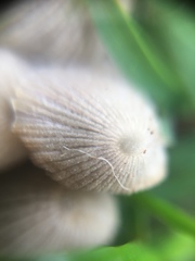 Psathyrellaceae