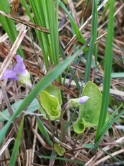 Viola nephrophylla