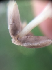 Psathyrellaceae