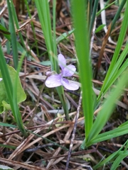 Viola nephrophylla