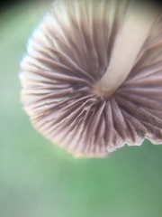 Psathyrellaceae