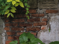 Lamprolepis smaragdina