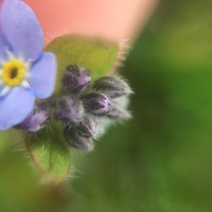 Myosotis