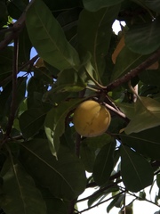 Pouteria campechiana