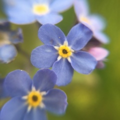 Myosotis