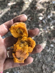 Pouteria campechiana