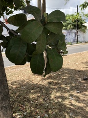 Pouteria campechiana