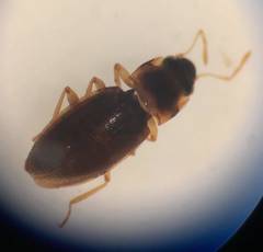 Hydraena marginicollis