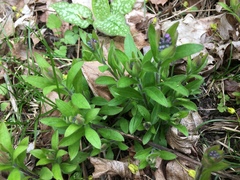 Myosotis