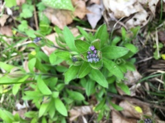 Myosotis