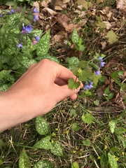 Alliaria petiolata